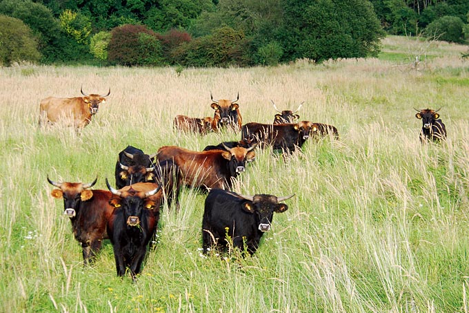 Die Taurusrinder fressen für den Naturschutz. - Foto: H. Strunk