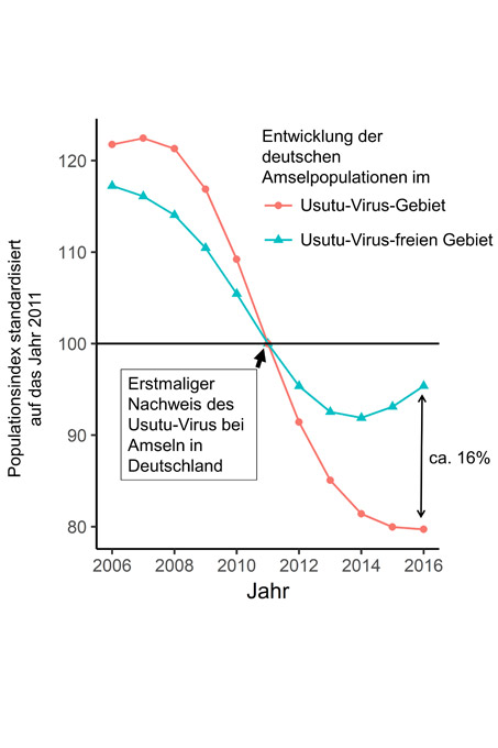 Entwicklung der deutschen Amselpopulationen 2006-2016