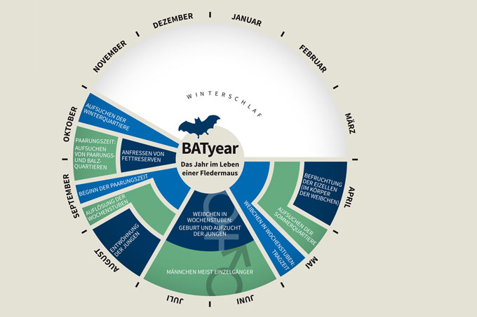 Batyear - das Jahr im Leben einer Fledermaus - Grafik: NABU/Matthias Schoebe