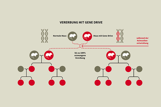 Übertragung von Merkmalen bei der Anwendung der Gene Drive-Technik - Grafik: Pia Wieland