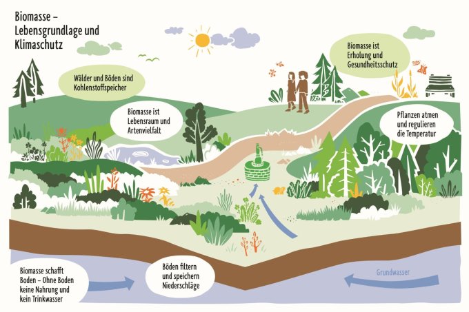 Biomasse – Lebensgrundlage und Klimaschutz - Grafik: Pia Wieland