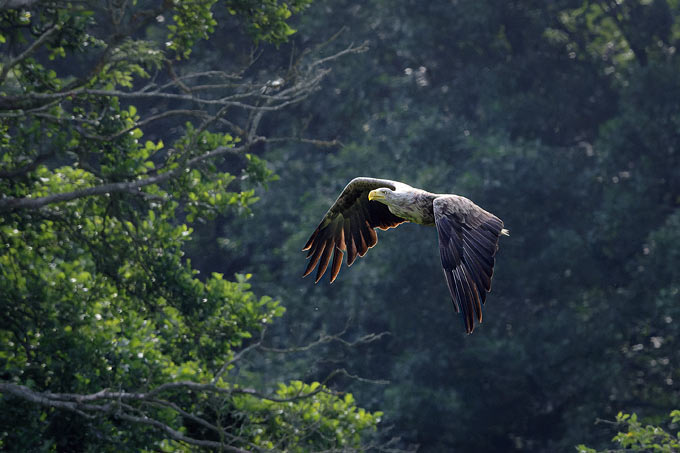 Ein Seeadler, der seine Runden fliegt. - Foto: Ingo Strauch 