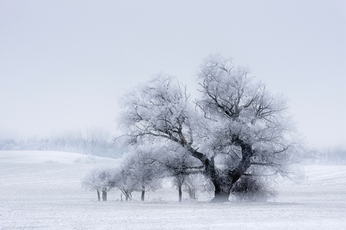 Winterliche Baumskulpturen - Foto: Jutta Kalbitz