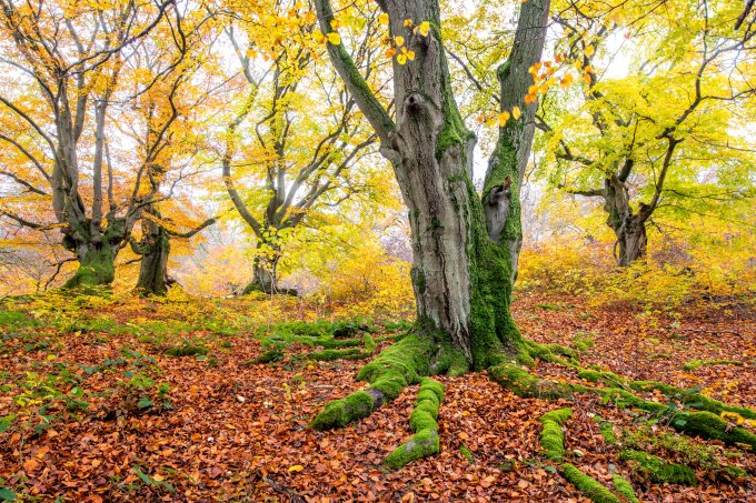 Goldener Herbst - Foto: Dominik Janoschka