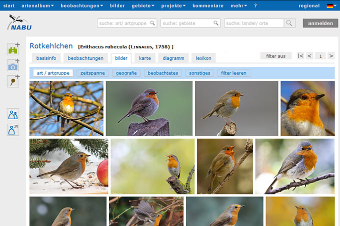 Screenshot NABU-Naturgucker mit Bildergalerie Rotkehlchen
