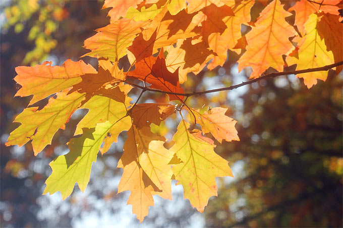 Herbstfarben (Roteiche) - Foto: Helge May