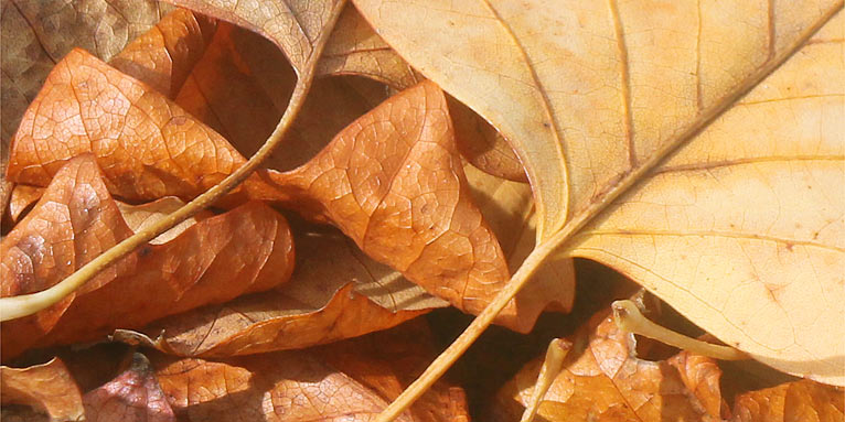 Herbstlaub (Tulpenbaum) - Foto: Helge May