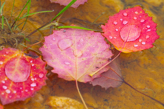 Espenblätter mit Regentropfen - Foto: Angelika und Rüttger Schrörs/www.naturgucker.de