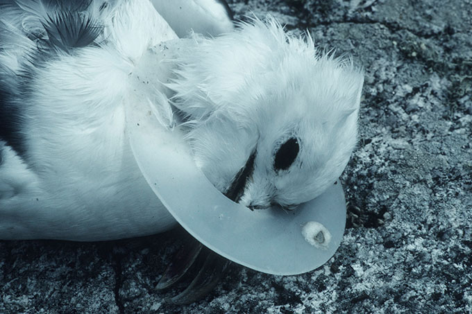 Jährlich sterben viele tausend Tiere am Müll im Meer - Foto: David Cayless/Marine Photobank