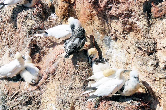 Basstölpel auf Helgoland bauen sich ihre Nester aus bunten Kunststoffresten - Foto: NABU/Otto Kordes