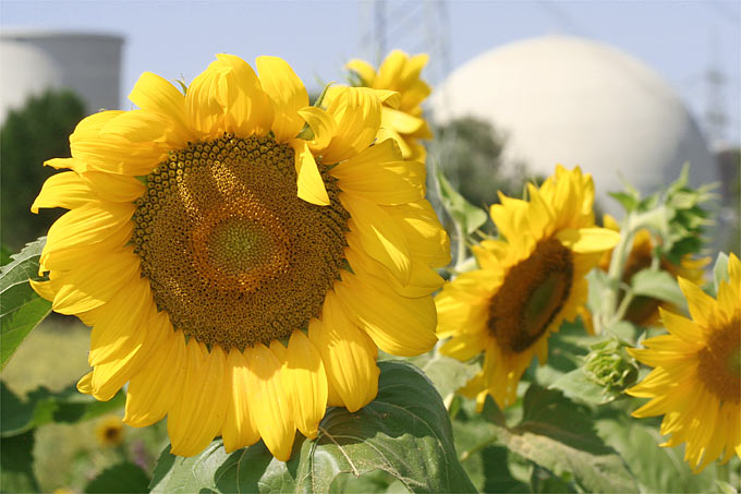 Sonnenblumen vor dem Atomkraftwerk Biblis in Südhessen - Foto: Helge May