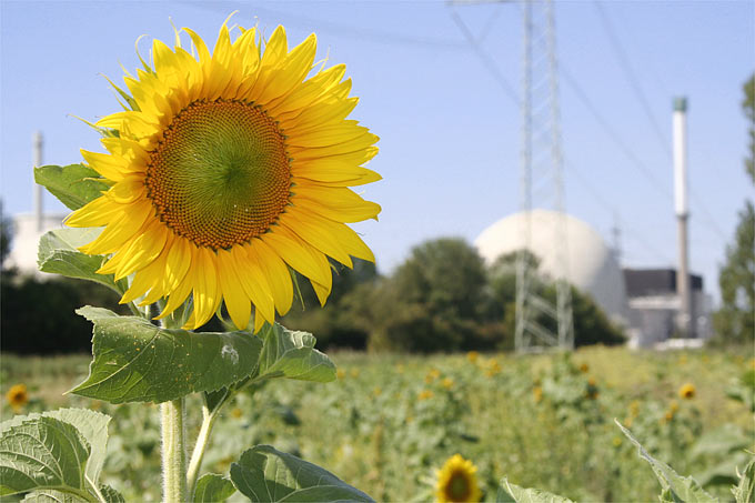 Sonnenblumen vor dem Atomkraftwerk Biblis in Südhessen - Foto: Helge May