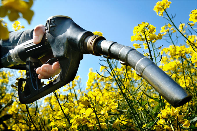 Biodiesel aus Raps - eine gute Idee? - Foto: EC/Reporters