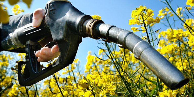 Biodiesel aus Raps - Foto: EC/Reporters