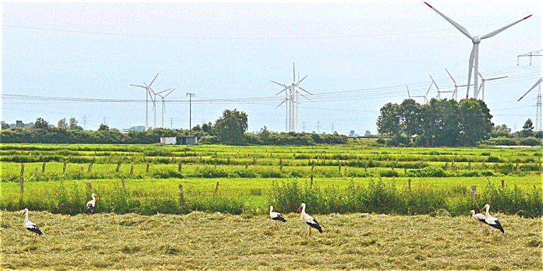 Windkraft und Masten mit Weißstörchen - Foto: NABU / Leonhard Peters