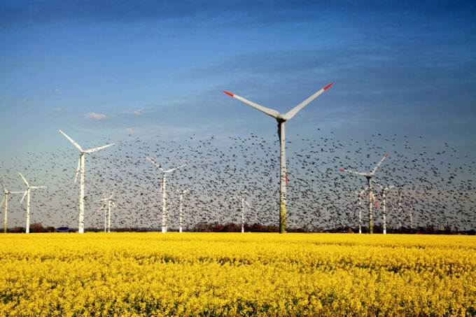 Vogelschwarm vor Windrädern - Foto: AdobeStock/hafenkieker