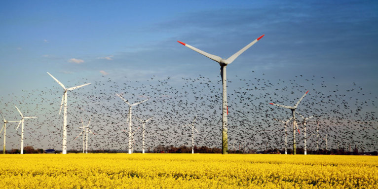 Vogelschwarm vor Windrädern - Foto: AdobeStock / hafenkieker