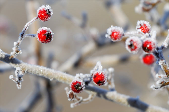 Winter im Garten - Foto: NABU/Hartmut Mletzko