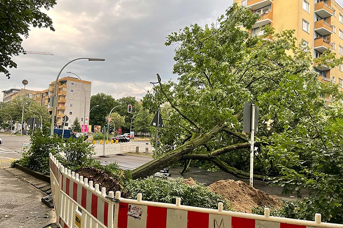 Umgestürzter Baum nach Unwetter in Berlin - Foto: NABU/Maren Lechtenberg