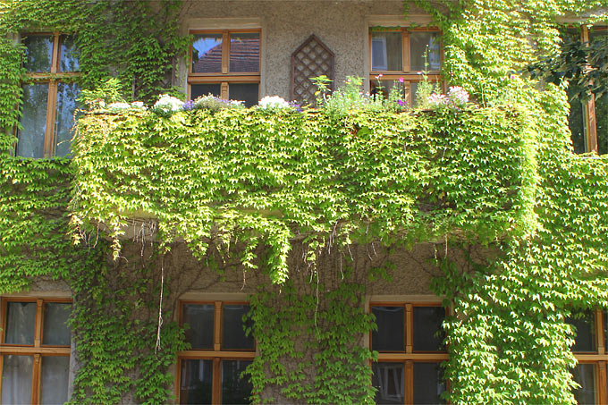 Balkon mit Dreilappiger Jungfernrebe/Wilder Wein - Foto: Helge May