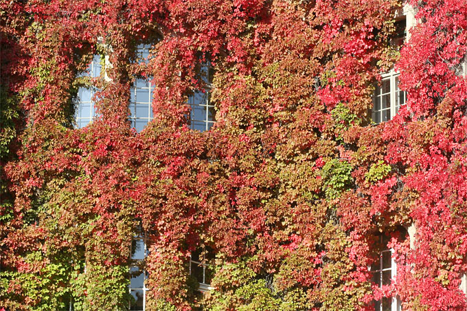 Gewöhnliche Jungfernrebe (= Fünfblättriger Wilder Wein) in Herbstfärbung - Foto: Helge May