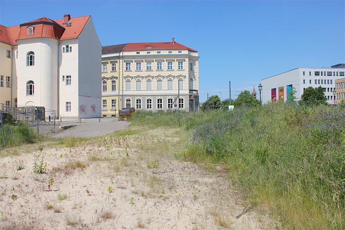 Lebensraum auf Zeit: Sandmagerrasen und Ruderalfläche auf innerstädtischer Baulücke - Foto: Helge May