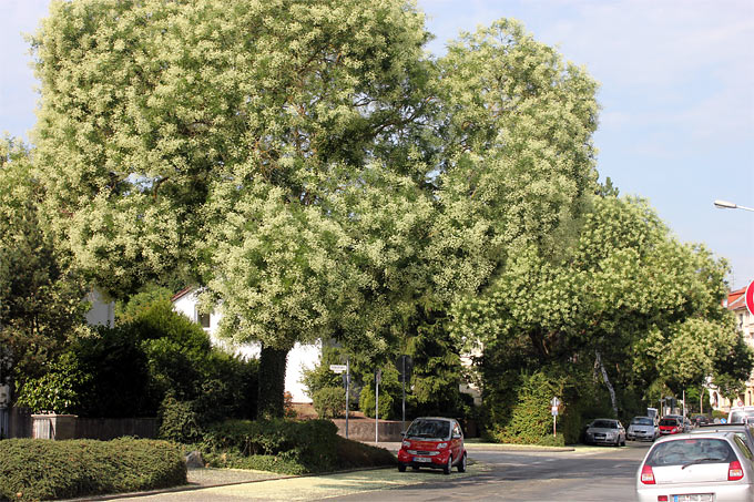 Sorgen für Sauerstoff: Japanische Schnurbäume als Straßenbäume - Foto: Helge May