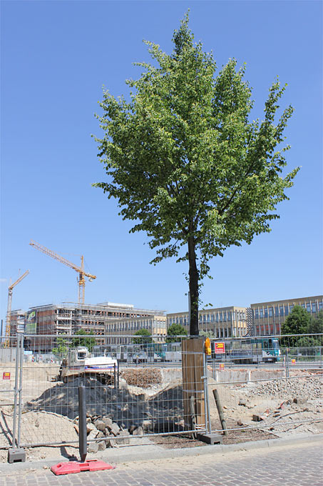 Baum an Baustelle - Foto: Helge May