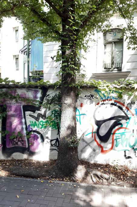 Zu wenig Platz: Stadtbäumen fehlt oft Raum zur Entfaltung. - Foto: Stefan Petzold