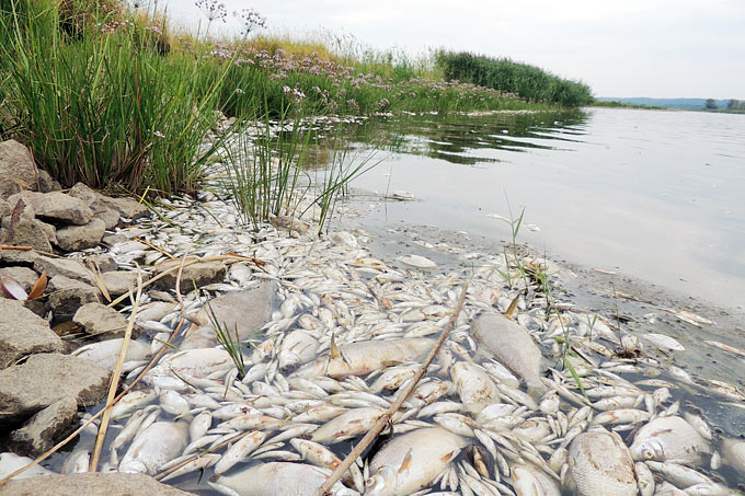Schockierende Bilder von der Oder im August 2022. Jetzt zeigt sich, dass das massive Fischsterben menschengemachte Ursachen hat. – Foto: Roland Schulz