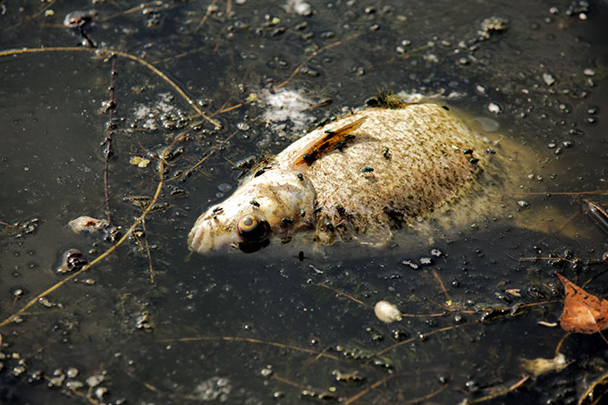 Tonnenweise verendete Tiere wurden bereits aus der Oder entnommen. - Foto: NABU/Volker Gehrmann
