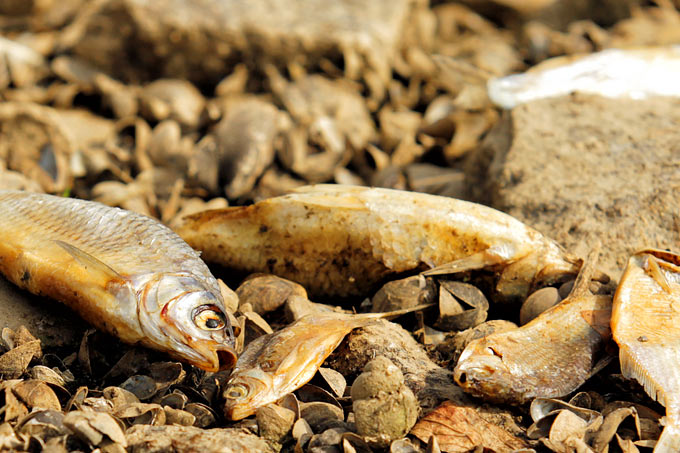 Oderkatastrophe 2022: Tote Fische am Ufer - Foto: NABU/Volker Gehrmann